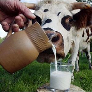 корова тянет морду к стакану с молоком